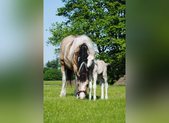 Curly horse, Stallion, , 15,2 hh, Dun