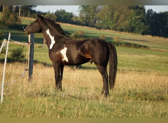 Curly horse, Stallion, 7 years, 14.2 hh, Overo-all-colors