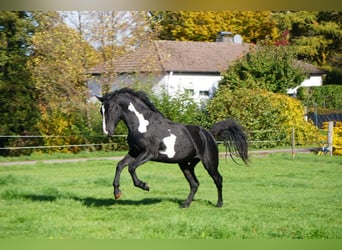 Curly horse, Stallion, 7 years, 14.2 hh, Overo-all-colors