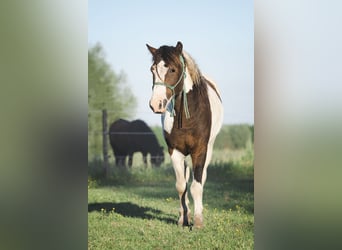 Curly horse, Stallion, 7 years, 12 hh, Tobiano-all-colors