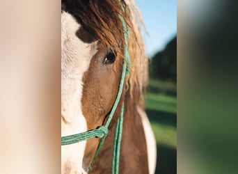 Curly horse, Stallion, 7 years, 12 hh, Tobiano-all-colors