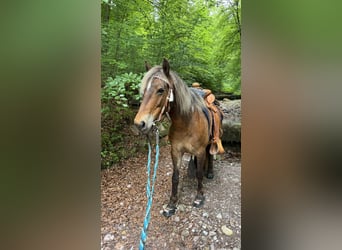 Curly Horse, Stute, 10 Jahre, 142 cm, Dunkelfuchs