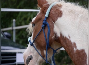 Curly Horse, Stute, 10 Jahre, 145 cm, Schecke