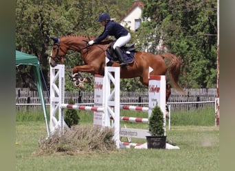 Curly Horse, Stute, 11 Jahre, 166 cm, Fuchs