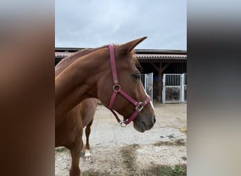 Curly Horse, Stute, 11 Jahre, 166 cm, Fuchs