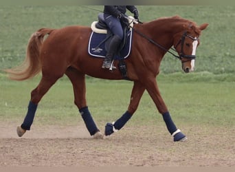 Curly Horse, Stute, 11 Jahre, 166 cm, Fuchs