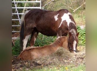 Curly Horse, Stute, 13 Jahre, 150 cm, Schecke