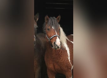 Curly Horse, Stute, 14 Jahre, 152 cm, Schecke