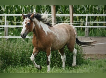 Curly Horse, Stute, 14 Jahre, 155 cm, Tobiano-alle-Farben