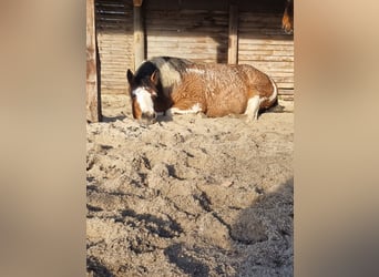 Curly Horse, Stute, 14 Jahre, 155 cm, Tobiano-alle-Farben
