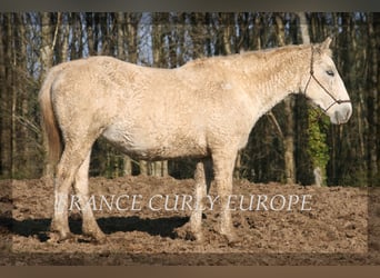 Curly Horse, Stute, 19 Jahre, 153 cm, Apfelschimmel