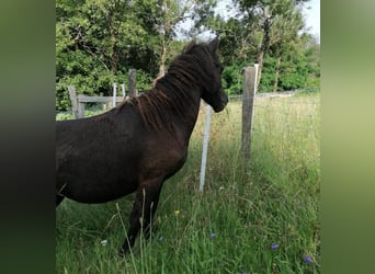 Curly Horse, Stute, 1 Jahr, 100 cm, Rappe