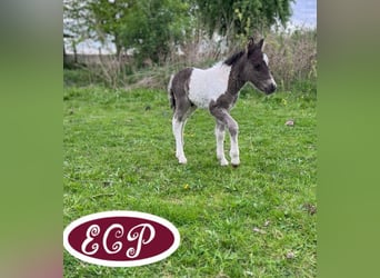 Curly Horse, Stute, 1 Jahr, 100 cm