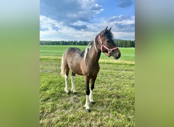 Curly Horse, Stute, 1 Jahr, 130 cm, Tobiano-alle-Farben