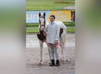 Curly Horse, Stute, 1 Jahr, 153 cm, Schecke