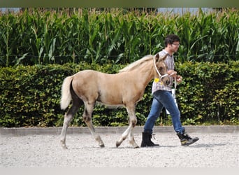 Curly Horse, Stute, 1 Jahr, 155 cm, Palomino