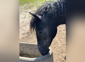 Curly Horse, Stute, 1 Jahr, 155 cm, Schimmel