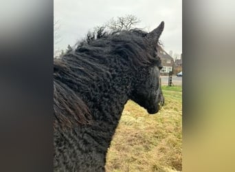 Curly Horse, Stute, 1 Jahr, 155 cm, Schimmel