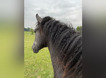 Curly Horse, Stute, 1 Jahr, 155 cm, Schimmel