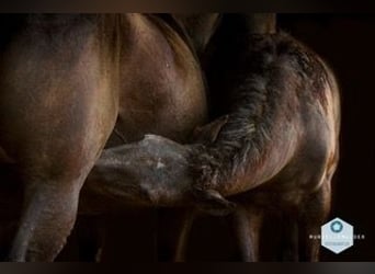Curly Horse, Stute, 1 Jahr, 155 cm, Schimmel