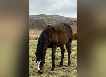 Curly Horse, Stute, 1 Jahr, 160 cm, Rotbrauner