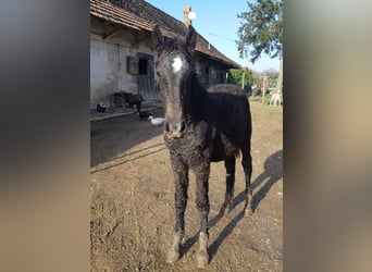Curly Horse, Stute, 1 Jahr, 165 cm, Schimmel