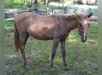 Curly Horse, Stute, 1 Jahr, Red Dun