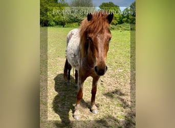 Curly Horse, Stute, 2 Jahre, 115 cm, Roan-Bay
