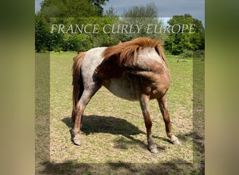 Curly Horse, Stute, 2 Jahre, 115 cm, Roan-Bay