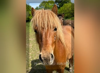 Curly Horse, Stute, 2 Jahre, 120 cm, Roan-Bay