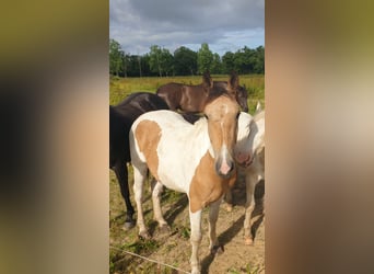 Curly Horse, Stute, 2 Jahre, 145 cm, Falbe
