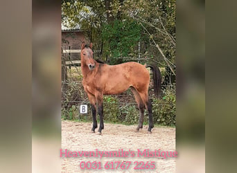 Curly Horse, Stute, 2 Jahre, 158 cm, Red Dun