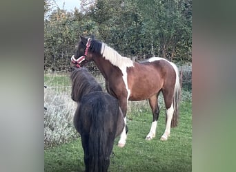 Curly Horse, Stute, 3 Jahre, 128 cm, Tobiano-alle-Farben