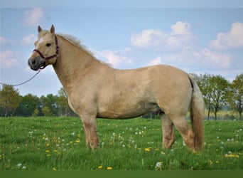 Curly Horse, Stute, 3 Jahre, 140 cm, Rappe