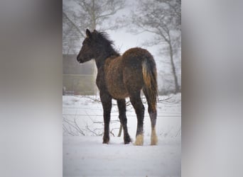 Curly Horse, Stute, 4 Jahre, 140 cm, Rappe
