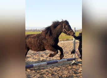 Curly Horse, Stute, 4 Jahre, 140 cm, Rappe