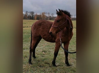 Curly Horse, Stute, 4 Jahre, 145 cm, Brauner