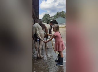 Curly Horse, Stute, 5 Jahre, 140 cm, Schecke
