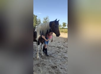 Curly Horse, Stute, 5 Jahre, 140 cm, Tobiano-alle-Farben