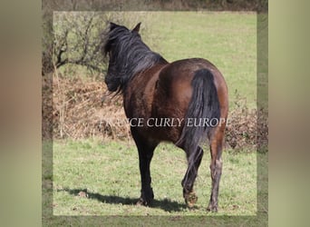 Curly Horse, Stute, 5 Jahre, 146 cm, Dunkelbrauner