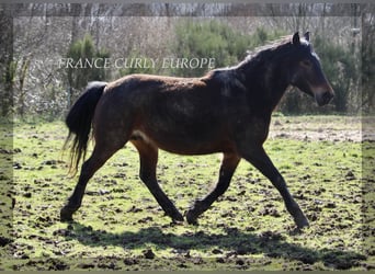Curly Horse, Stute, 5 Jahre, 146 cm, Dunkelbrauner