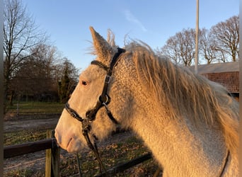 Curly Horse, Stute, 5 Jahre, 158 cm, Sabino