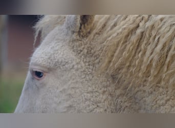 Curly Horse, Stute, 5 Jahre, 158 cm, Sabino