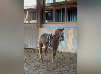 Curly Horse, Stute, 6 Jahre, 146 cm, Fuchs