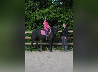Curly Horse, Stute, 6 Jahre, 147 cm, Rappe
