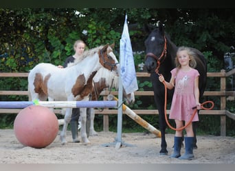 Curly Horse, Stute, 6 Jahre, 147 cm, Rappe
