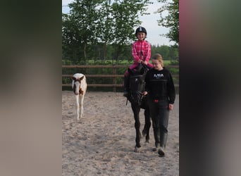 Curly Horse, Stute, 6 Jahre, 147 cm, Rappe