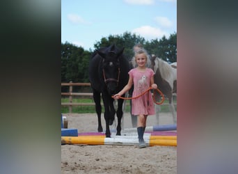 Curly Horse, Stute, 6 Jahre, 147 cm, Rappe