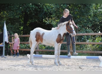 Curly Horse, Stute, 6 Jahre, 147 cm, Rappe