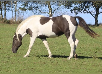 Curly Horse, Stute, 6 Jahre, 155 cm, Rappe